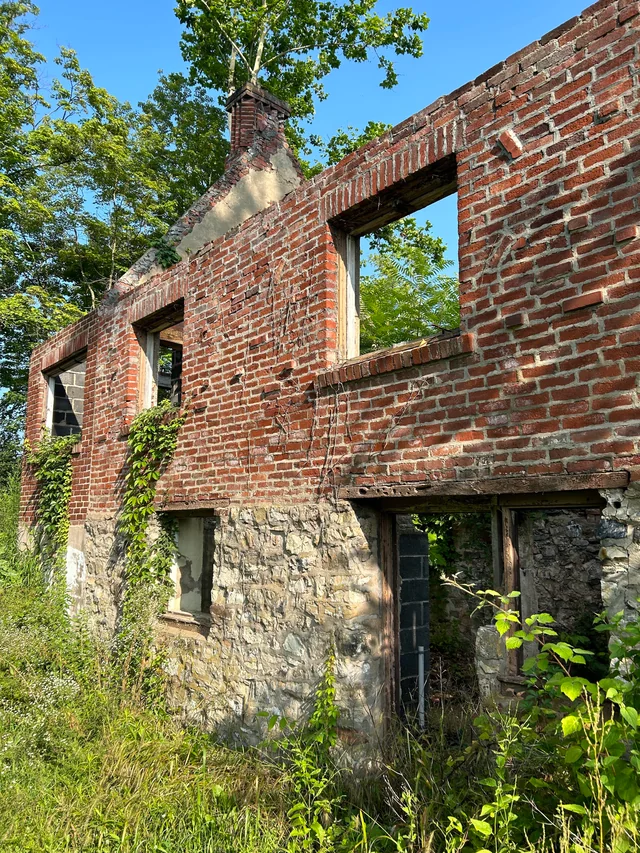 The one standing wall of a brick house, covered in vines